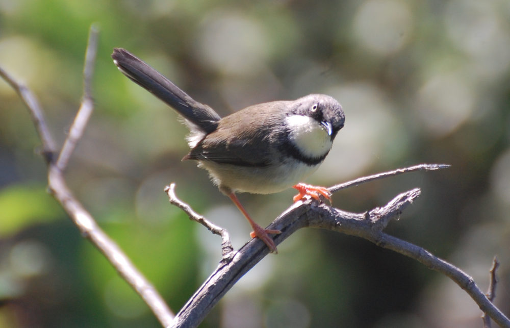 dal Sud Africa: Apale golabarrata (Apalis thoracica)